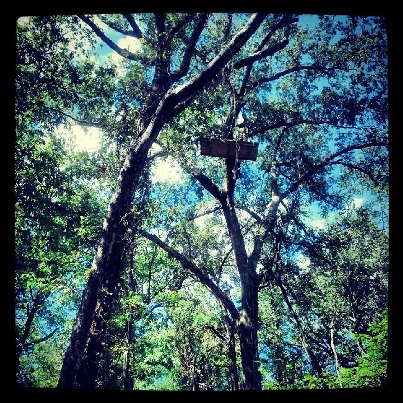 Treehouse Blockade